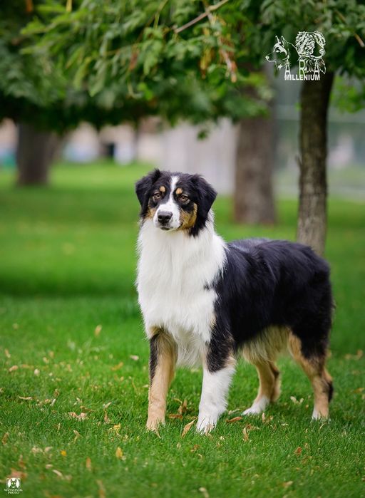 Owczarek australijski (Aussie) — suczka