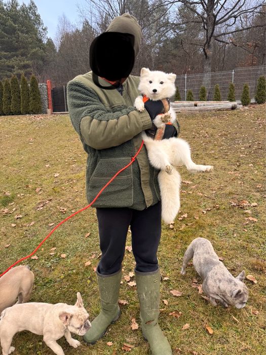 Lis polarny, mloda lisica