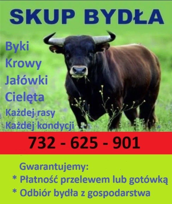 Skup, bydła do dalszej hodowli