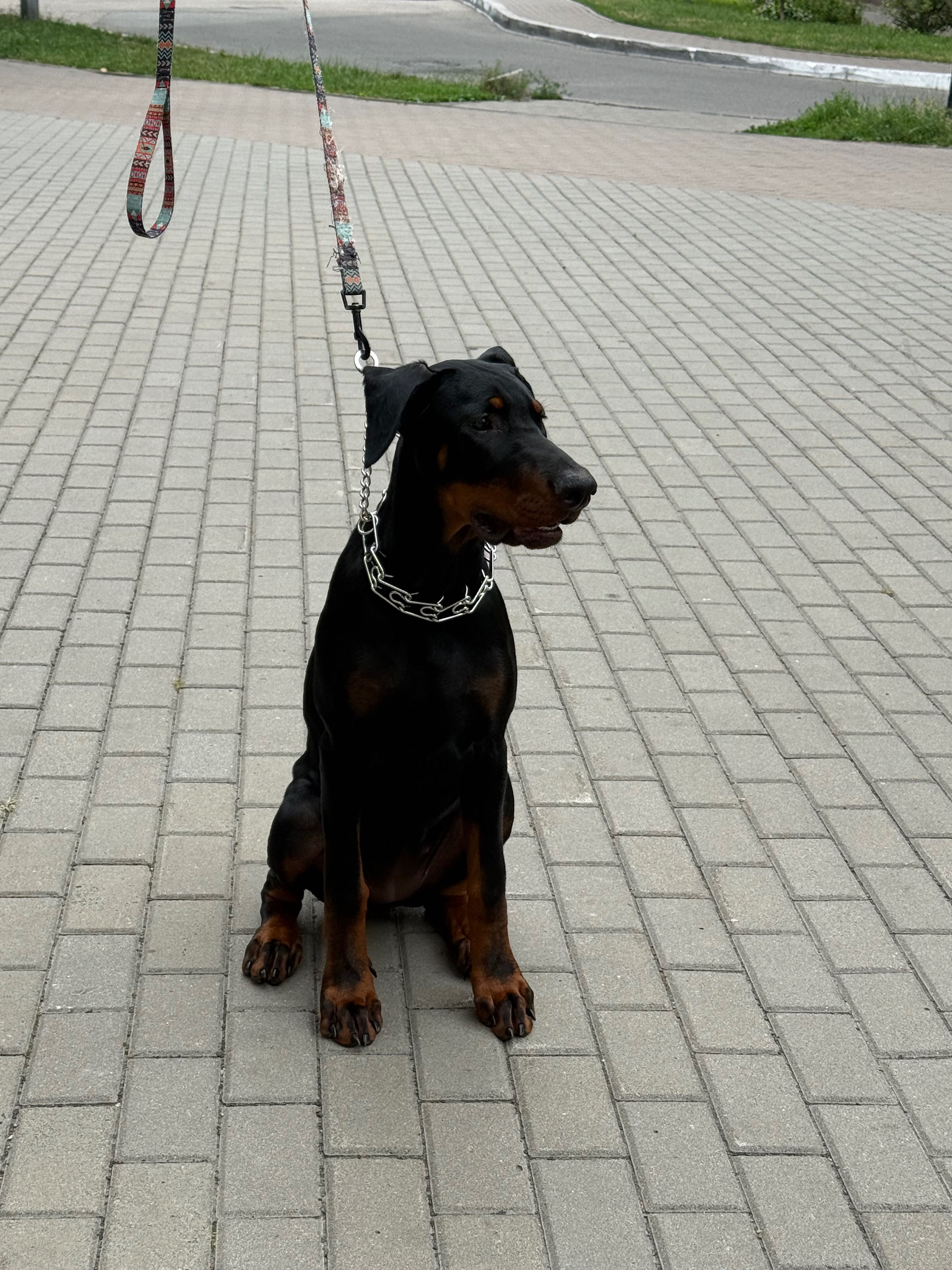 Доберман самка, цуцик 5 місяців