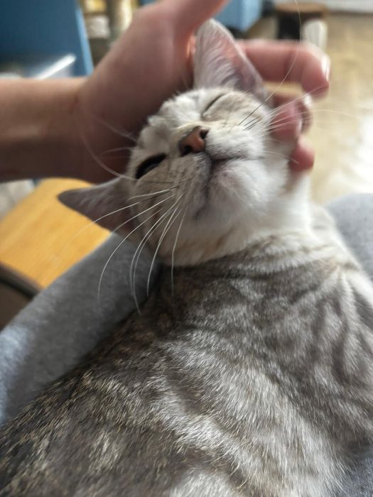 Łajbus żywe srebro chce pobiec do domu-kot do adopcji
