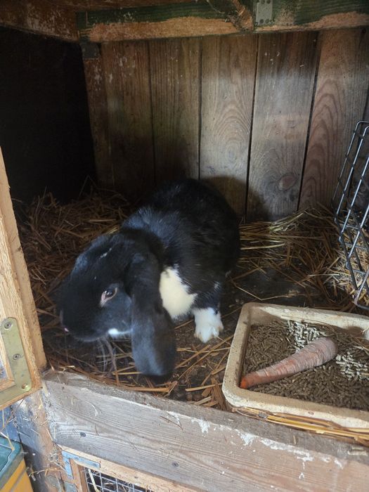 Baran francuski samce ,samice.