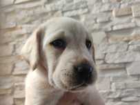 Labrador domowo-rodzinny, RTG, genetyka