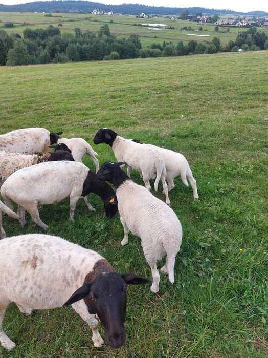 Do sprzedania baranki rasy dorper