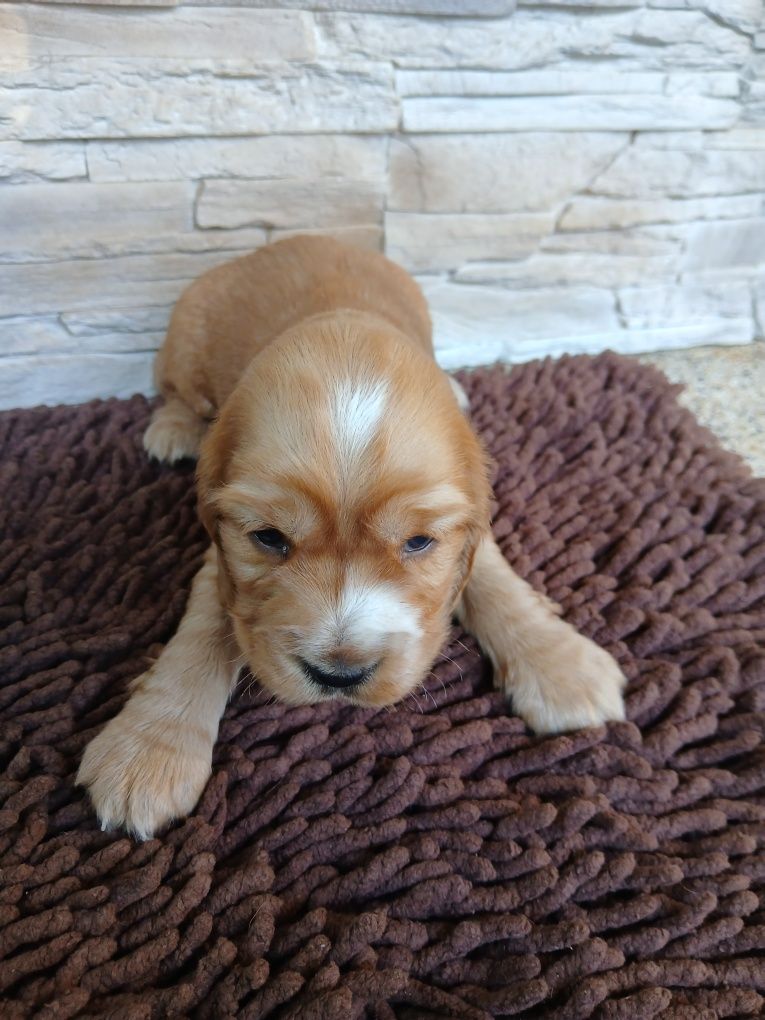 Cocker Spaniel Angielski