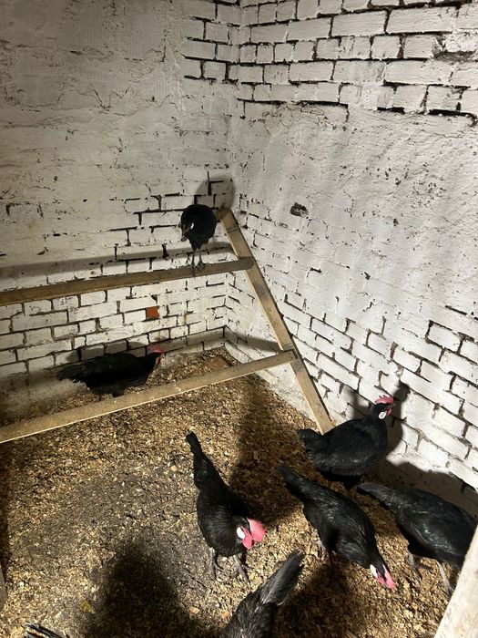 Miniory jaja lęgowe