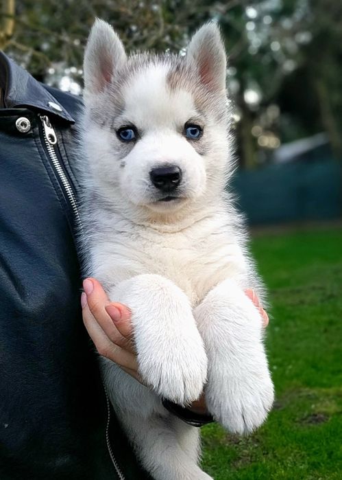 Sunia Ice Queen niebieskooka szczenie Siberian Husky zkwp fci