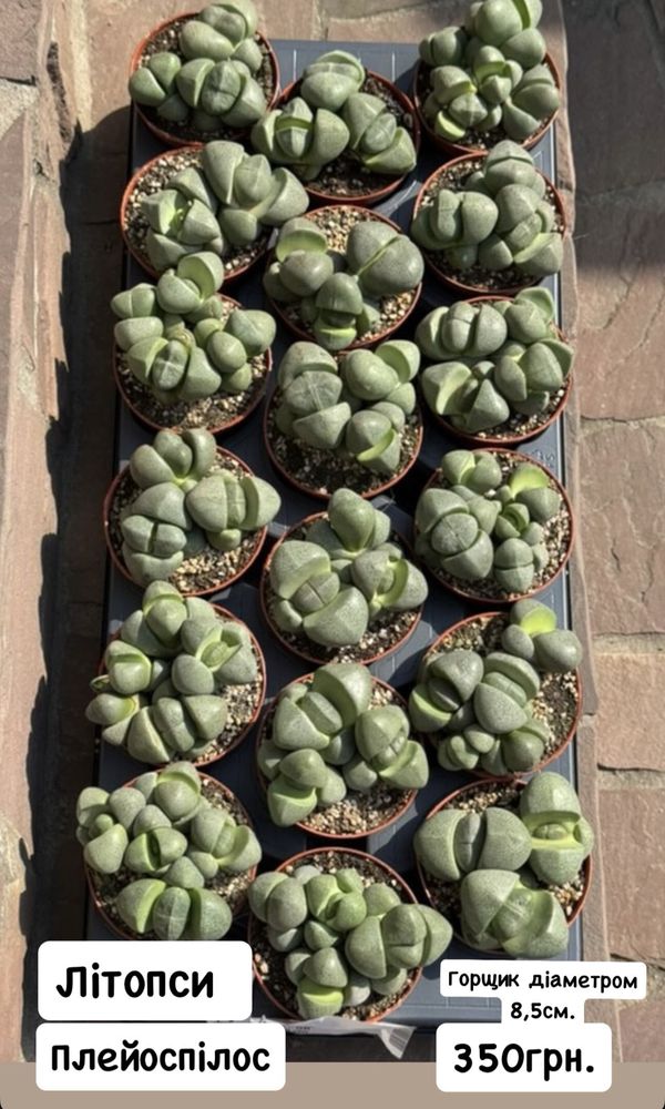 Литопси літопси літопс литопсы lithops живые камни