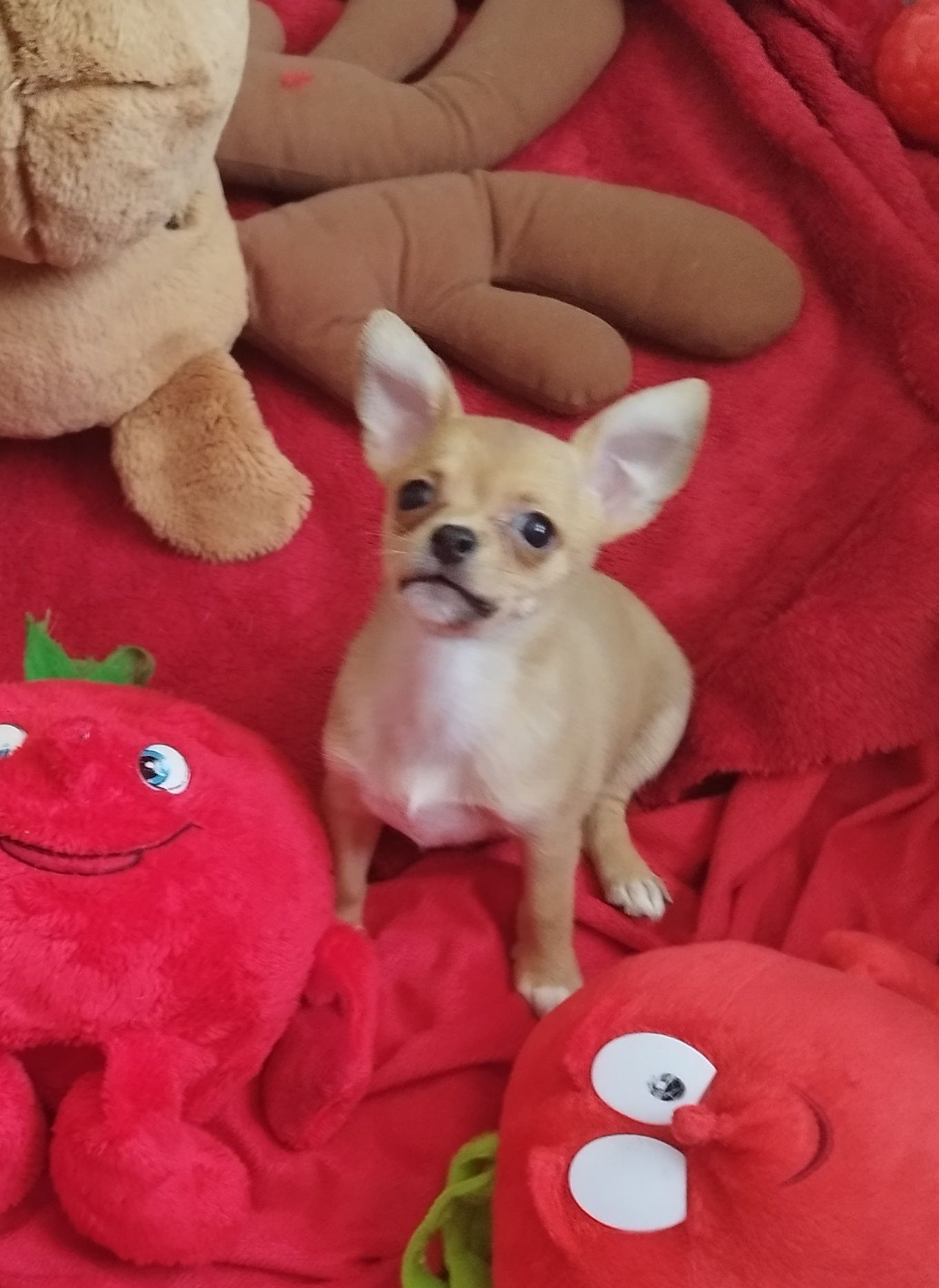 Chihuahua miniaturowa sunia