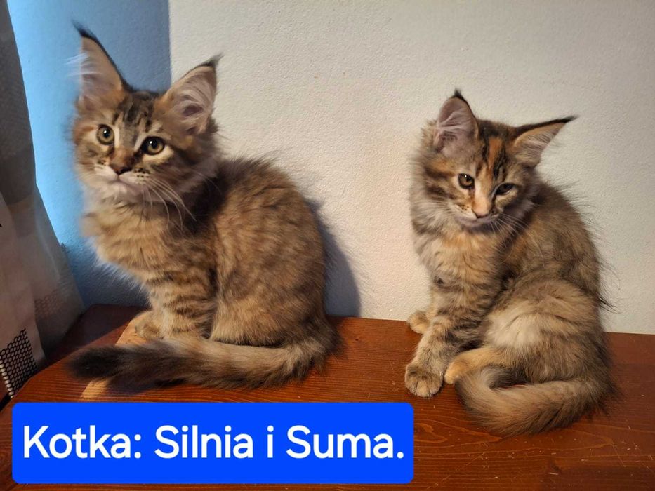 Maine Coon - Kotka Silnia - Szylkretowy czarny.