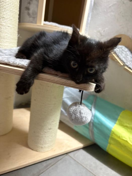 Wesoły koci maluch Leo szuka domu