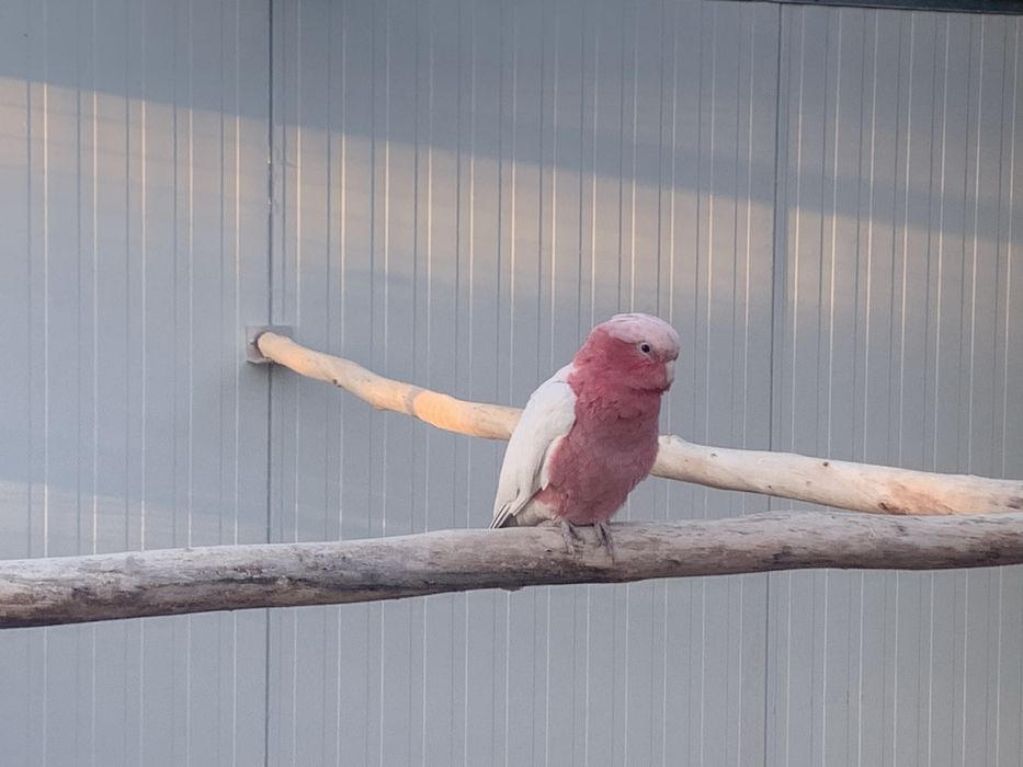 1-1 Cacatua Galah branco recessivo (2024)