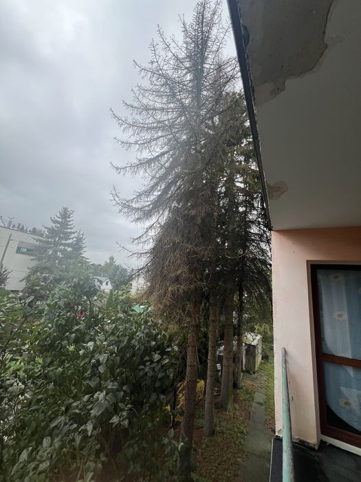 Wycinka drzew, drewno za darmo