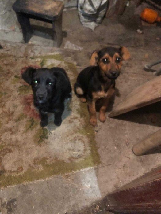 Цуценята від самки кокерспаніель