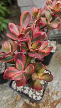 Crassula ovata Hummel's Ghost