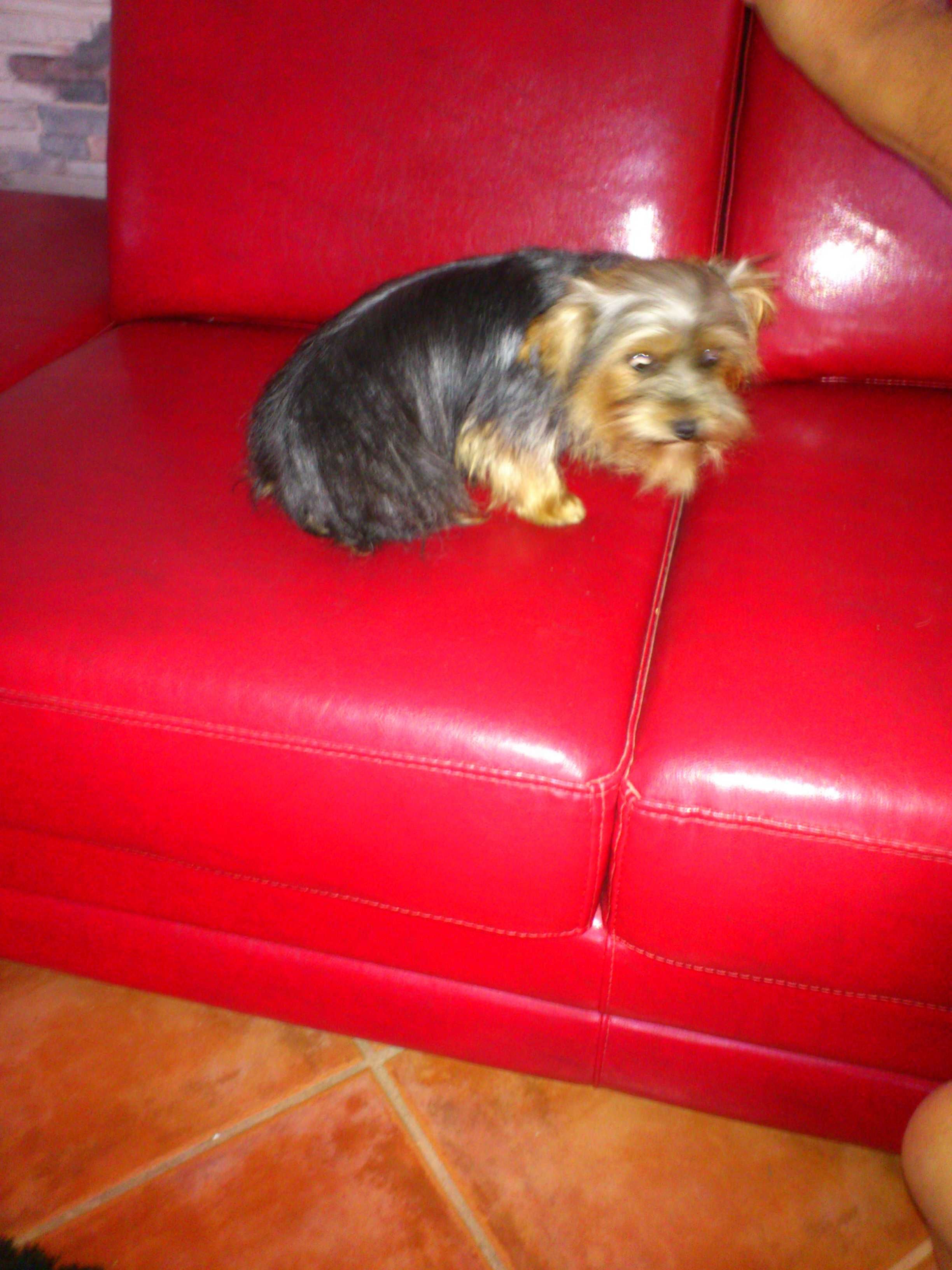 Yorkshire terrier super miniatura