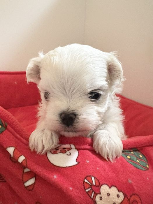 Maltańczyk FCI ZKwP samiec odbiór grudzień