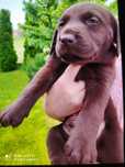 Szczeniak labrador retriever czekoladowy