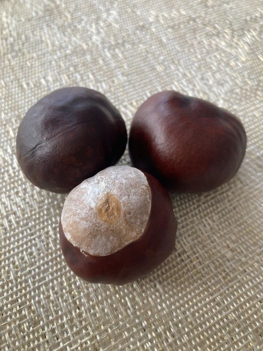 Kasztany tegoroczne 2025