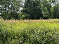 Działka rolna 1,08 ha z drzewostanem- Burdze , gm. Bojanów