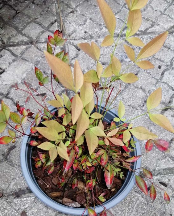 Nandina domestica "Bambu Sagrado"