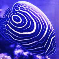 Pomacanthus imperator Ustniczek cesarski ryba akwarium morskie Korale