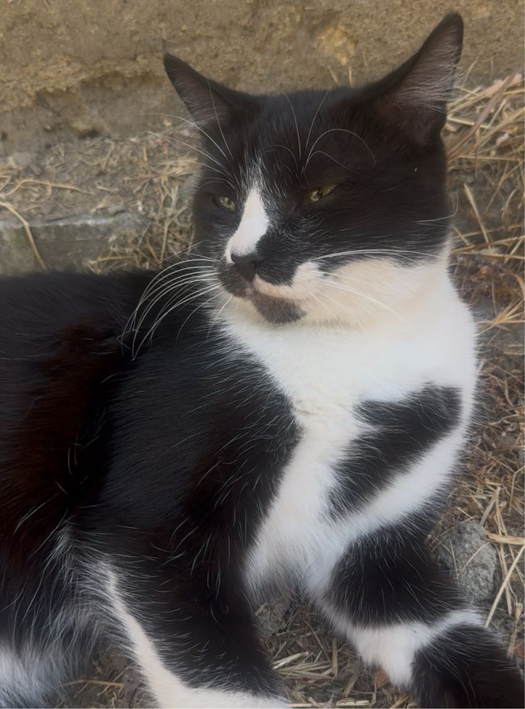 Хлопчик котик 5-7міс