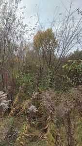 промислова земля  1,9777 га, м. Шепетівка, вулиця Пекарська