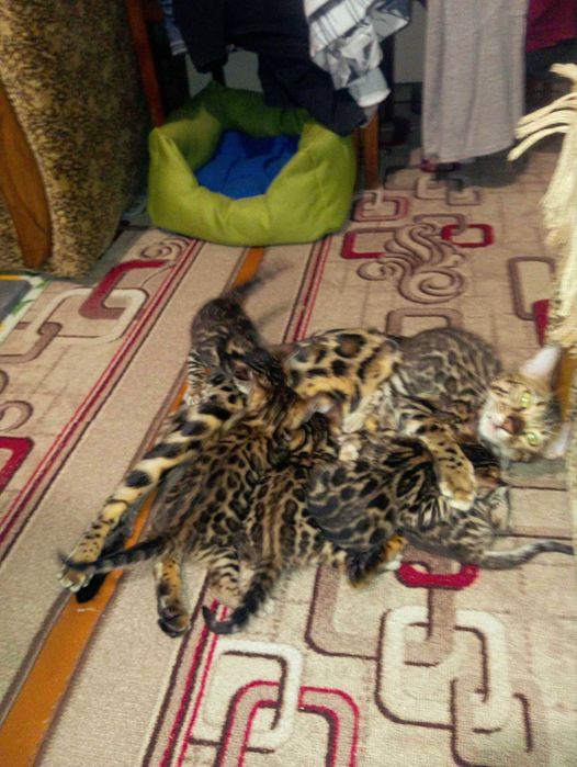 Продам кошенят Бенгал