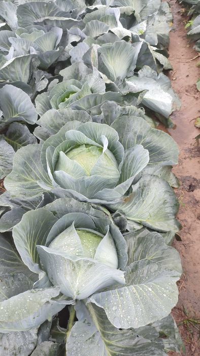 Kapusta biała Agresor.