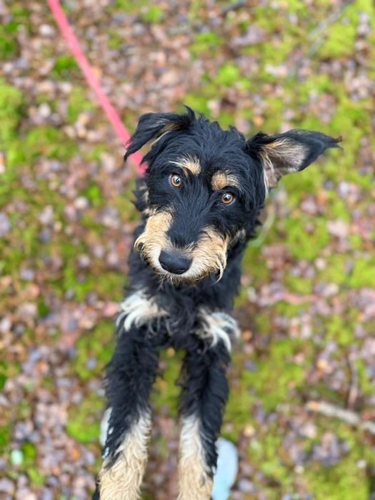 Kochany Łesetrn szuka domu!