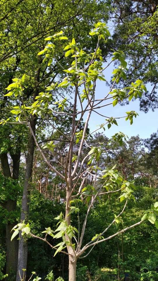 Katalpa Surmia Wielokwiatowa (Speciosa) 4m, ozdobna, duża, alejowa,