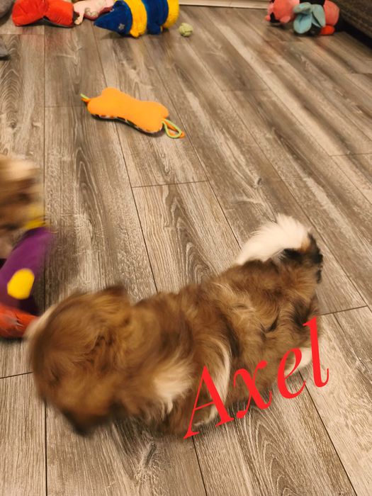 Shih Tzu - Axel - kawaler do wzięcia