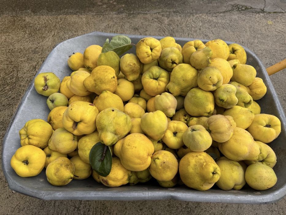 Marmelos de producao biologica