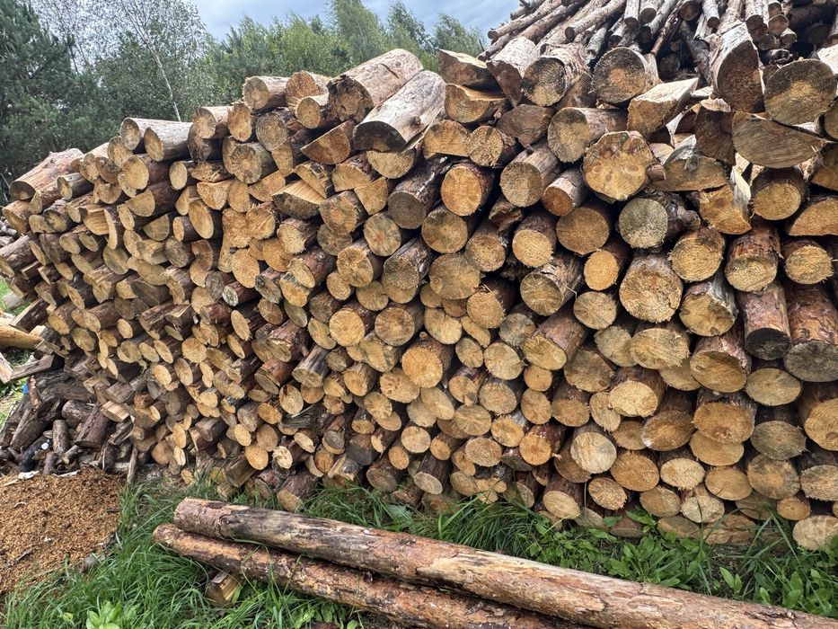 Sosna Opałowa Gruba