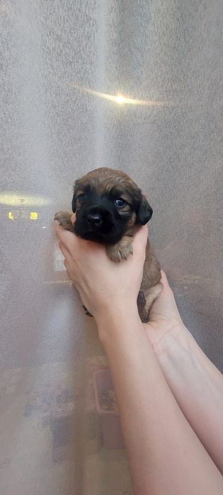 Цуценята кокер спаніеля безкоштовно