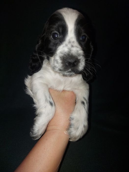 Cocker spaniel angielski