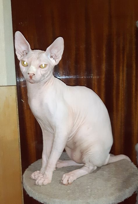 Самые ласковые котята