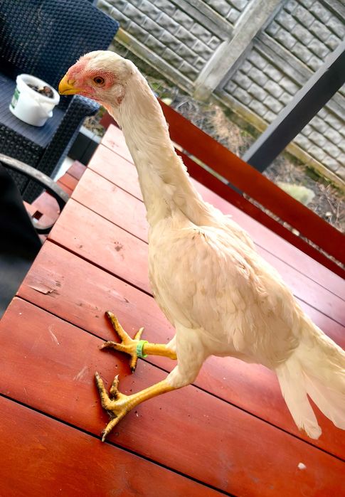 Para kur parrot aseel