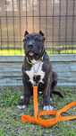 American bully xl piesek