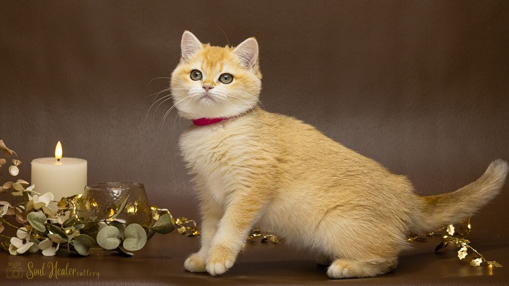 Британське кошеня