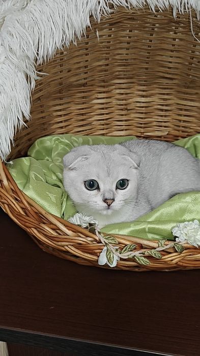 Вислоухий мальчишка серебристая шиншилла