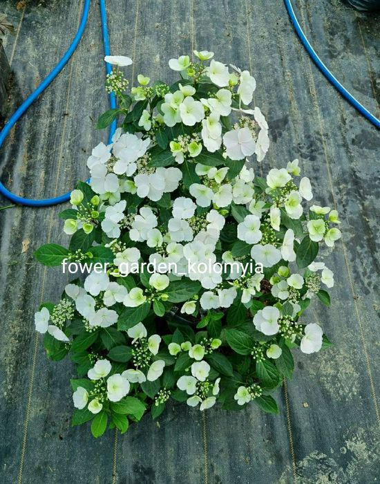 Гортензія в наявності 50+ кращих сортів