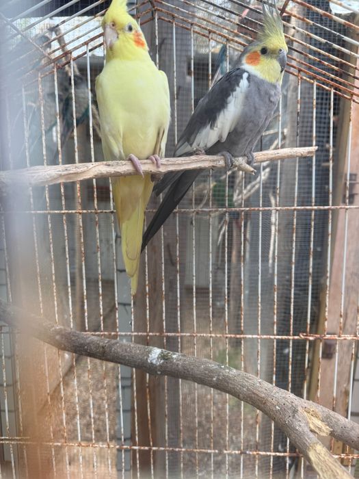 Vende casal de caturras reprodutor