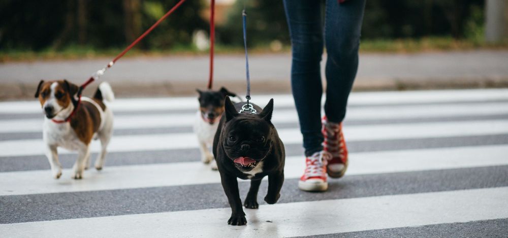 Passear cães / Dog walker