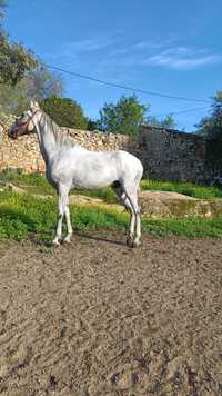 Cavalo capado hispano-luso