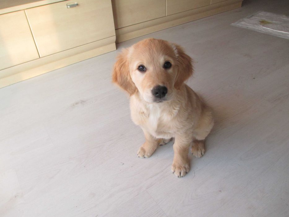 Szczeniak piesek GOLDEN RETRIEVER
