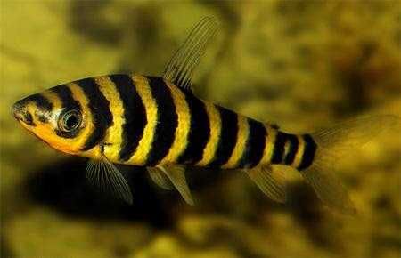 Лепорінус смугастий  (Leporinus fasciatus)