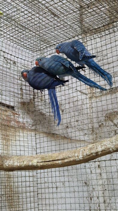 Ringnecks de 2024