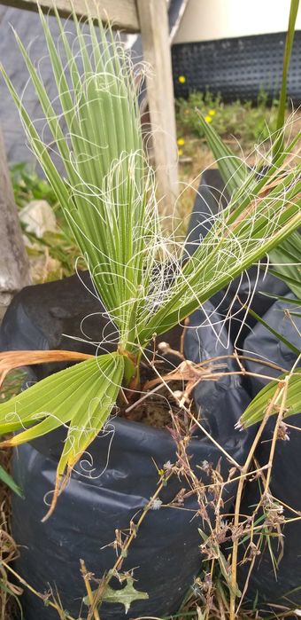 Waszyngtonia Filibusta Palma hybryda mrozoodporna WASHINGTONIA